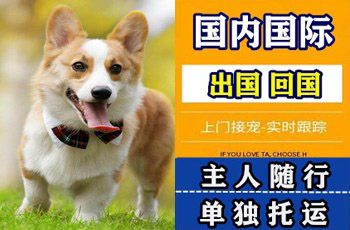 泸州市宠物托运公司泸州市宠物托运公司泸州市宠物托运公司