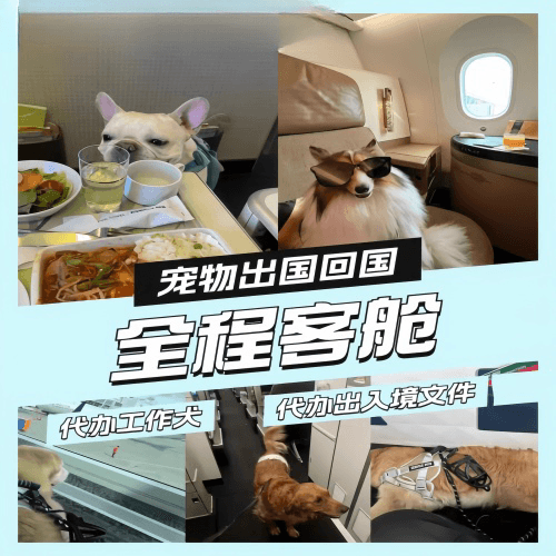 泸州市宠物托运到白俄罗斯宠物入境规定和要求